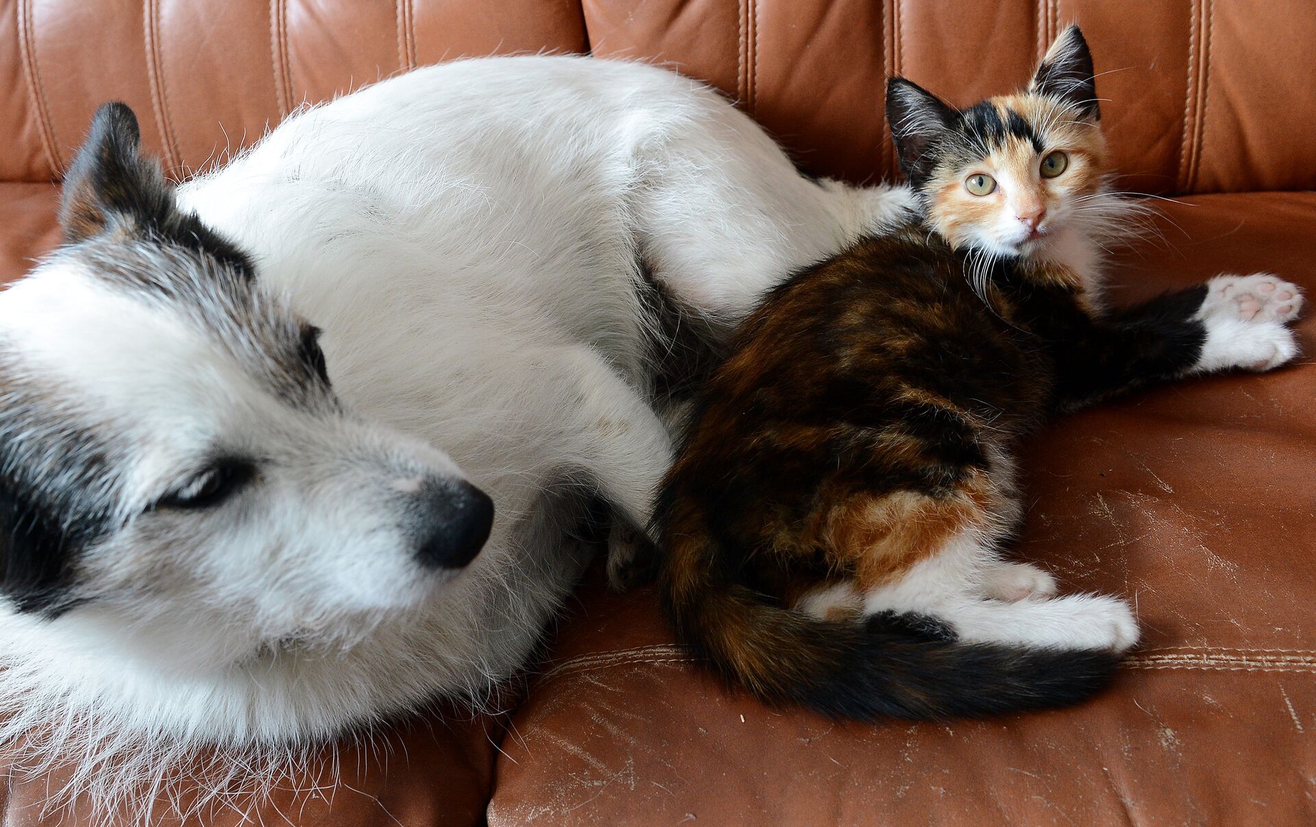 Американский кот видео с собакой. Кошки переводят собаку