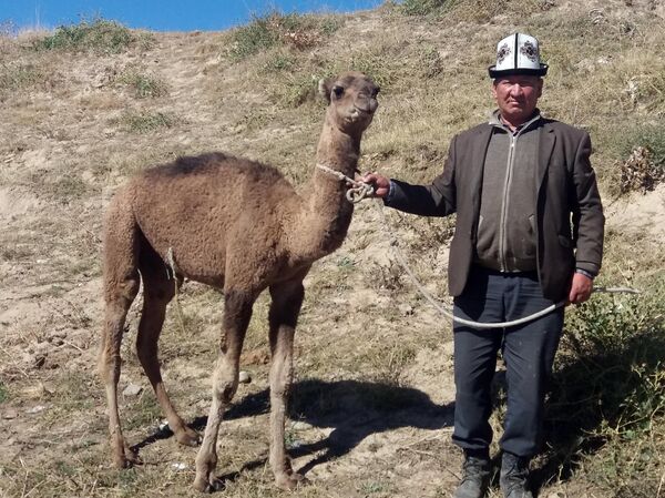 Соревнования по кок-бору в Узгене - Sputnik Кыргызстан