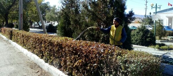 Балыкчы шаарындагы Жашылдандыруу жана көрктөндүрүү муниципалдык ишканасынын кызматкери Сымбат Бараканова - Sputnik Кыргызстан