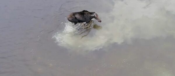 Дрон запечатлел захватывающую схватку лося с волком в Канаде — видео Дрон запечатлел захватывающую схватку лося с волком в Канаде — видео - Sputnik Кыргызстан