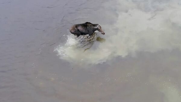 Дрон запечатлел захватывающую схватку лося с волком в Канаде — видео - Sputnik Кыргызстан