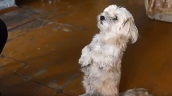 Собака говорит мама — умилительное видео - Sputnik Кыргызстан
