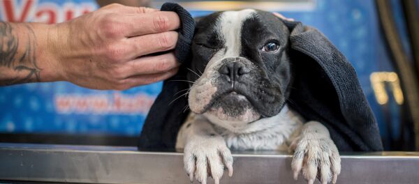 Мужчина моет собаку. Архивное фото Мужчина моет собаку. Архивное фото - Sputnik Кыргызстан