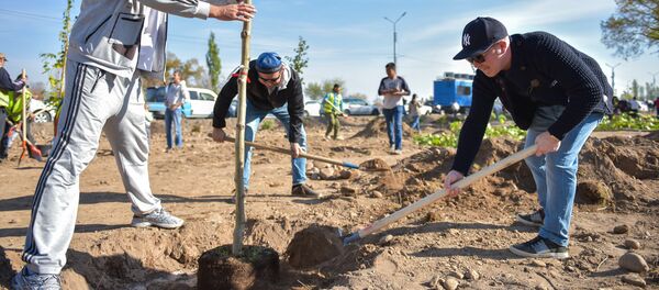 Массовая посадка саженцев по улице Масалиева (Южная магистраль) в Бишкеке - Sputnik Кыргызстан