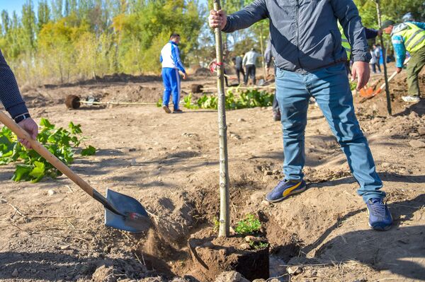 В Бишкеке открылась Аллея спортсменов, на ней уже высадили деревья В Бишкеке открылась Аллея спортсменов, на ней уже высадили деревья - Sputnik Кыргызстан