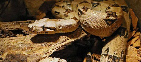 Удав. Архивное фото - Sputnik Кыргызстан