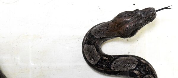 Национальный зоопарк Сальвадора - Sputnik Кыргызстан