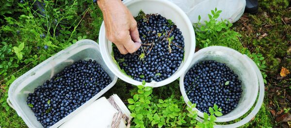 Кара моюл(черника). Архив - Sputnik Кыргызстан