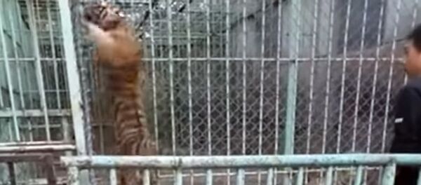 Разлученный с мамой тигренок взбунтовался в зоопарке – видео - Sputnik Кыргызстан
