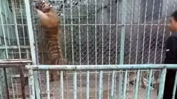 Разлученный с мамой тигренок взбунтовался в зоопарке – видео - Sputnik Кыргызстан