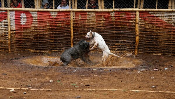 Смертельные бои диких кабанов с собаками в деревне Сикавао Маджалая в Индонезии, 24 сентября 2017 года - Sputnik Кыргызстан