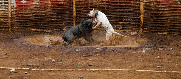 Индонезияда жыл өткөн сайын каман менен дөбөттөрдүн айыгышыкан уруштары күч алып жатканын Reuters агенттиги жазды - Sputnik Кыргызстан