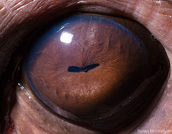 Серия снимков Твои прекрасные глаза фотографа Сурена Манвеляна - Sputnik Кыргызстан