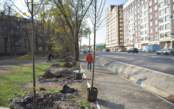 В Бишкеке состоялась посадка крупномерных саженцев с закрытой корневой системой на нескольких реконструируемых улицах - Sputnik Кыргызстан