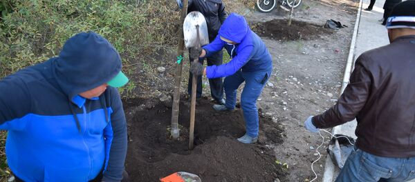 Борбор калаанын оңдолуп жаткан жолдоруна бак-дарактар отургузулууда. Борбор калаанын оңдолуп жаткан жолдоруна бак-дарактар отургузулууда. - Sputnik Кыргызстан