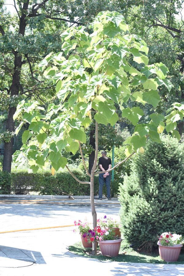 За сколько вырастает дерево