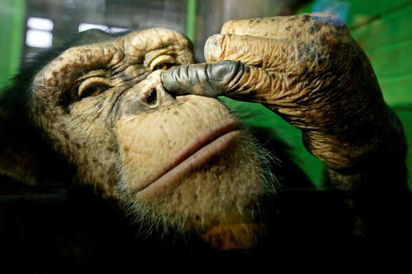 Красноярскинин чет жакасында жайгашкан зоопаркты байырлаган 12 жаштагы шимпанзе Анфиса - Sputnik Кыргызстан
