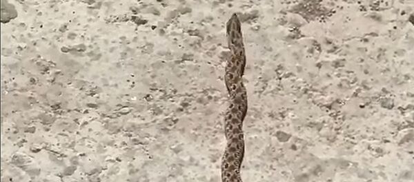 Змея танцует под рок-музыку — забавное видео - Sputnik Кыргызстан