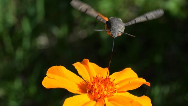Бабочки-колибри - Sputnik Кыргызстан