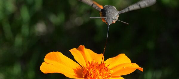 Бабочки-колибри - Sputnik Кыргызстан