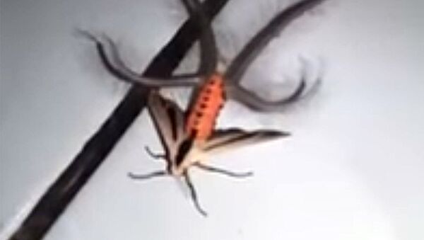 Как пришелец — пользователей Сети поразило видео с необычным насекомым - Sputnik Кыргызстан