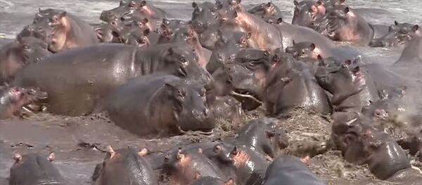Стадо бегемотов против крокодила — видео неравной схватки - Sputnik Кыргызстан