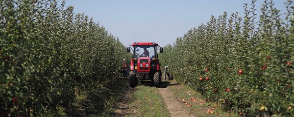 Сбор яблок. Архивное фото - Sputnik Кыргызстан