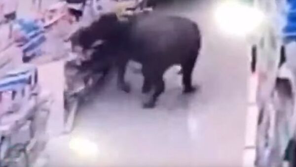 Буйвол напал на людей и устроил погром в китайском супермаркете — видео - Sputnik Кыргызстан