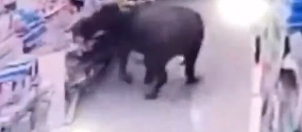 Буйвол напал на людей и устроил погром в китайском супермаркете — видео Буйвол напал на людей и устроил погром в китайском супермаркете — видео - Sputnik Кыргызстан