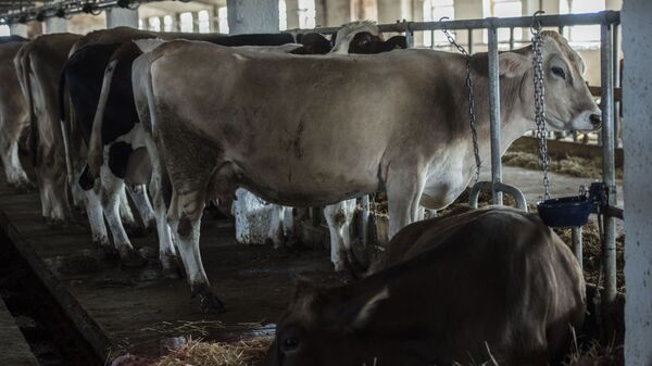 Коровы на ферме. Архивное фото - Sputnik Кыргызстан