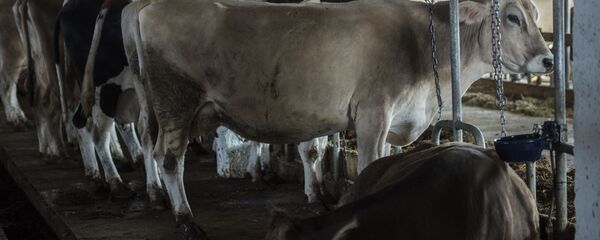 Коровы на ферме. Архивное фото - Sputnik Кыргызстан