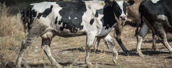 Коровы на ферме по разведению скота. Архивное фото - Sputnik Кыргызстан