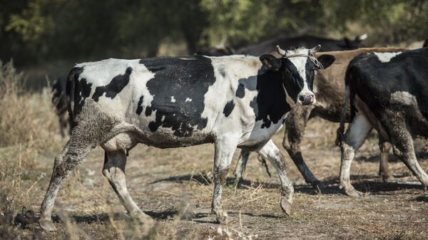 Коровы на ферме по разведению скота. Архивное фото - Sputnik Кыргызстан