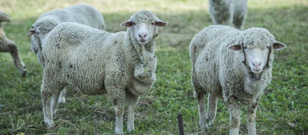 Овцы на ферме по разведению скота на окраине Бишкека. Архивное фото Овцы на ферме по разведению скота на окраине Бишкека. Архивное фото - Sputnik Кыргызстан