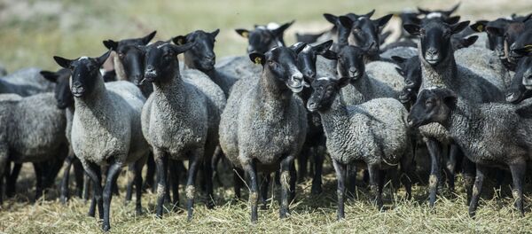 Породистые животные в Кыргызстане - Sputnik Кыргызстан