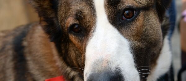 Благотворительная выставка Мы в ответе за тех, кого приручили - Sputnik Кыргызстан