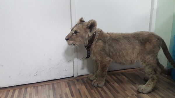 Львенок, которого водили на поводке в Бишкеке, изъят у владельцев и отправлен в общественный фонд Бугу эне - Sputnik Кыргызстан