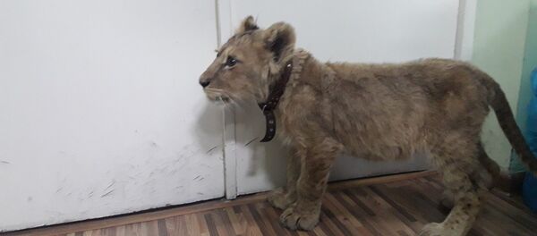 Бишкектин көчөлөрүндө мойнуна каргы тагылып жетекте жүргөн арстандан күчүгү ээсинен алынып, Бугу Эне коомдук фондусуна өткөрүп берилди - Sputnik Кыргызстан