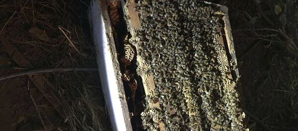 ДТП с грузовиком,  перевозивший пчел в США - Sputnik Кыргызстан