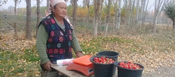 Жалал-Абаддын Сузак районунда кулпунайдын акыркы терими жыйналууда Жалал-Абаддын Сузак районунда кулпунайдын акыркы терими жыйналууда - Sputnik Кыргызстан