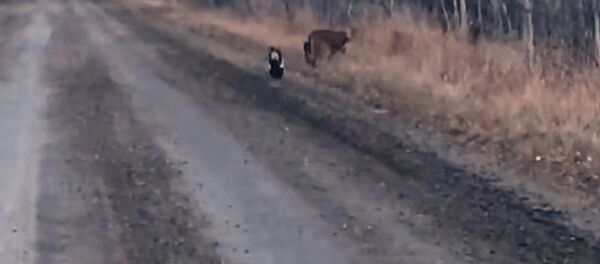 Бесстрашный скунс напал на горного льва — видео из Канады - Sputnik Кыргызстан