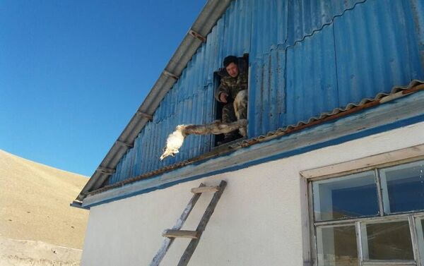 В Кара-Кужурской долине задержан житель Кочкорского района по факту незаконной охоты - Sputnik Кыргызстан