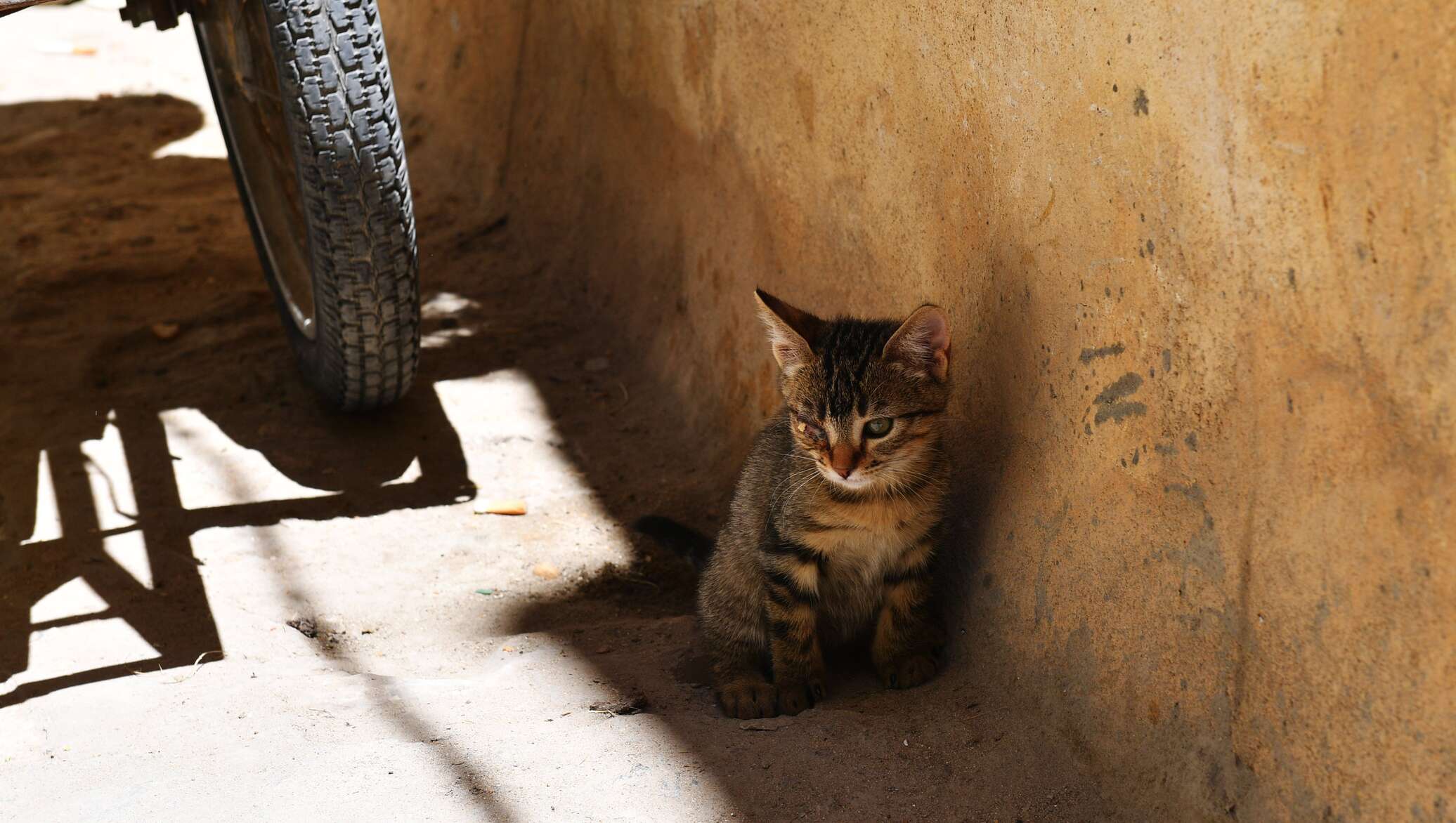 Последний кот