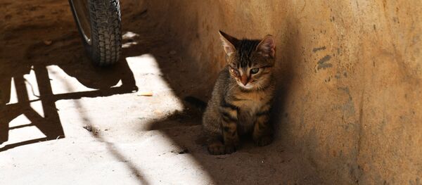 Страны мира. Тунис - Sputnik Кыргызстан