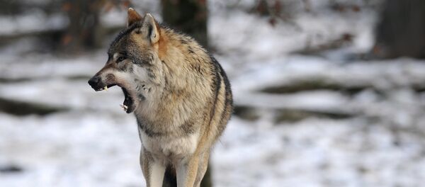 Животный парк Сент-Круа на востоке Франции - Sputnik Кыргызстан