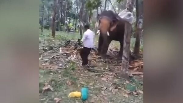 Слон отбросил пьяного индийца, который хотел встать ему на хобот, — видео - Sputnik Кыргызстан
