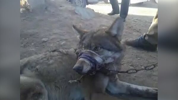 Кыргызстанец продает живого волка на базаре — видео - Sputnik Кыргызстан