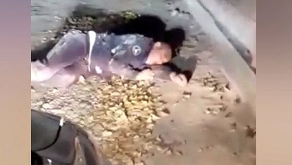 Очевидец снял лежащего на дороге мужчину в милицейской форме — видео - Sputnik Кыргызстан