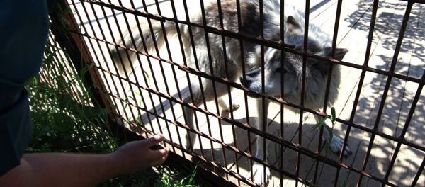 Волк. Архивное фото - Sputnik Кыргызстан