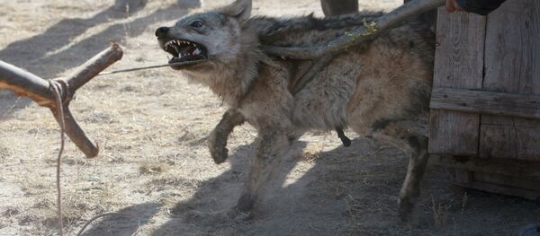 Карышкыр. Архив - Sputnik Кыргызстан